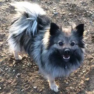 Black Mouth Pom Cur dog breed.