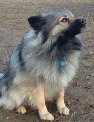 Breed Origin