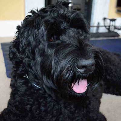 Terrier Preto Russo