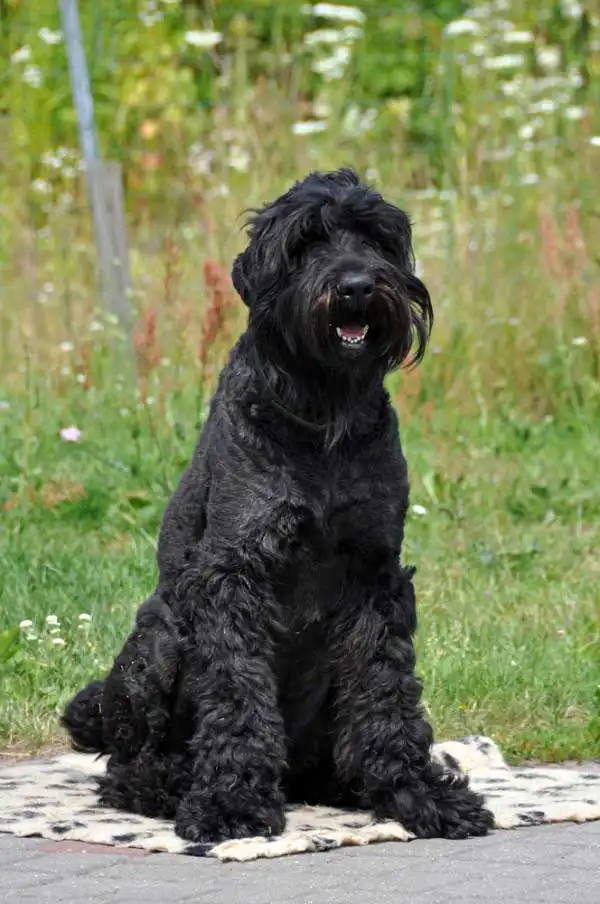 Herkunft & Geschichte von Schwarzer Russischer Terrier