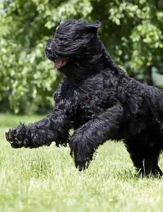 Erscheinungsbild von Schwarzer Russischer Terrier