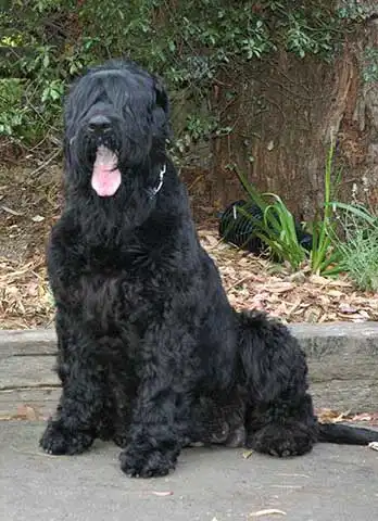 Pflege & Haltung von Schwarzer Russischer Terrier