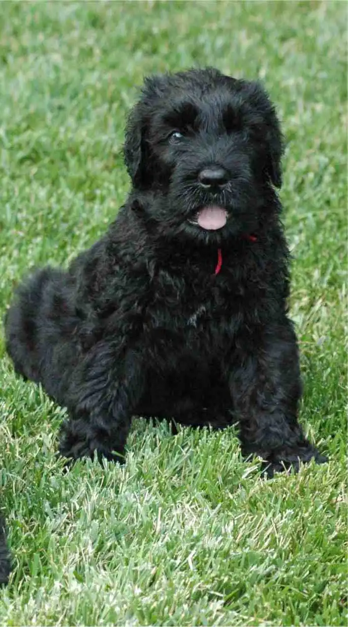 Wesen & Charakter von Schwarzer Russischer Terrier