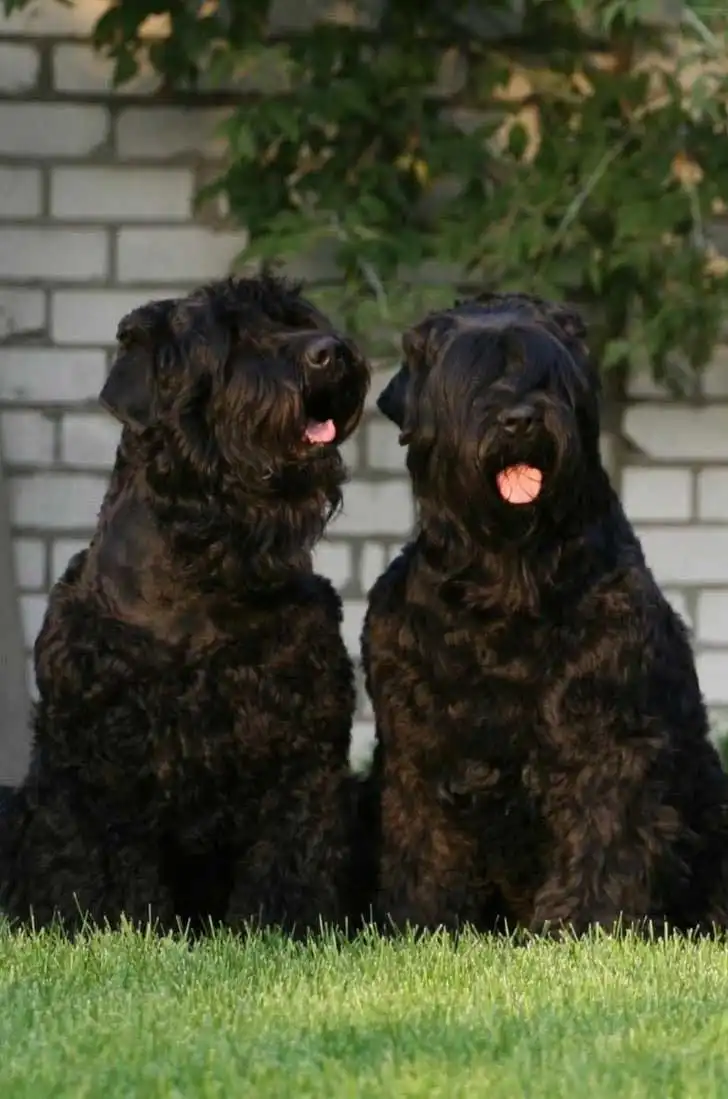 Bewegung & Beschäftigung von Schwarzer Russischer Terrier
