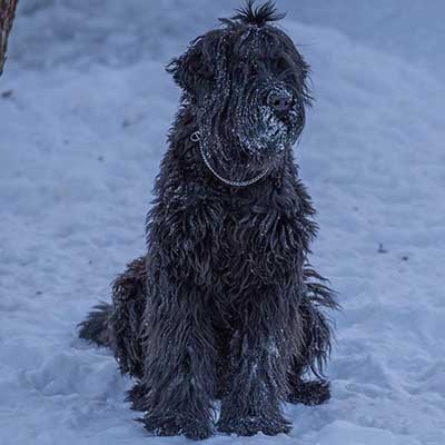 ブラック・ロシアン・ウルフハウンド・テリア