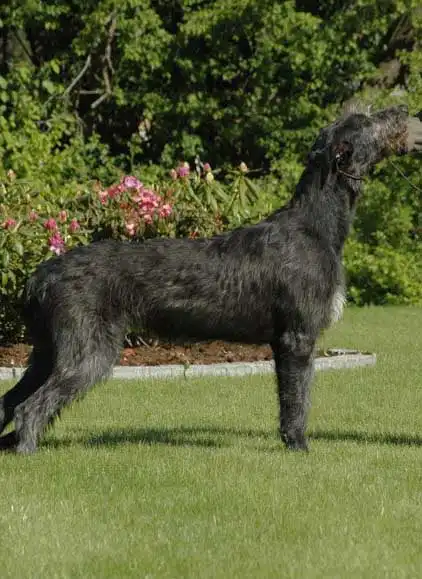 Breed Origin