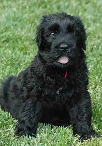 Breed Appearance
