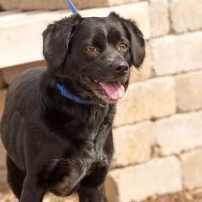 Blue Spaniel