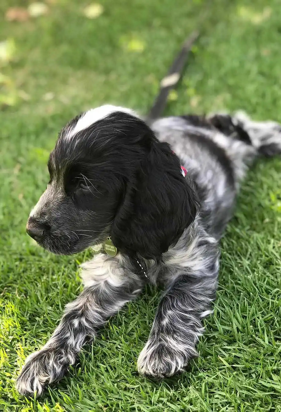 Origine & Storia del Spaniel Blu