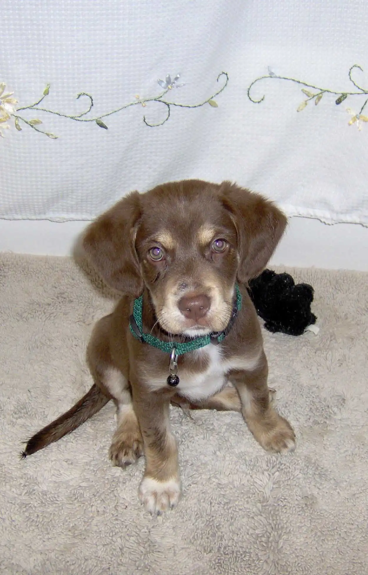 Aspetto del Spaniel Blu