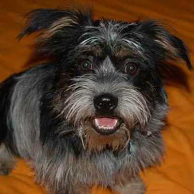Blue-Tzu Heeler