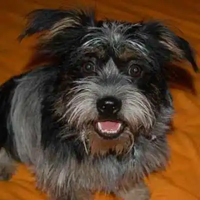 Blue-Tzu Heeler dog breed.