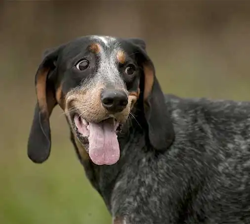 Bluetick Coonhound