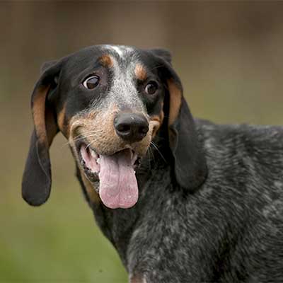 Perro de caza de mapaches Bluetick