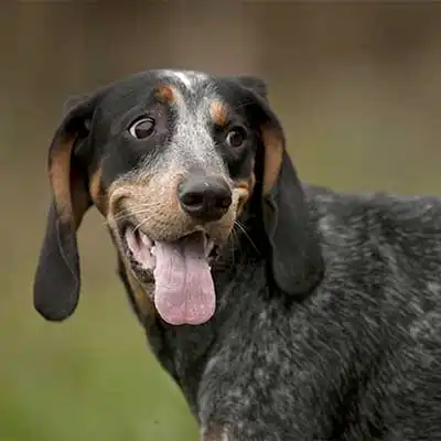 Bluetick Coonhound dog breed.