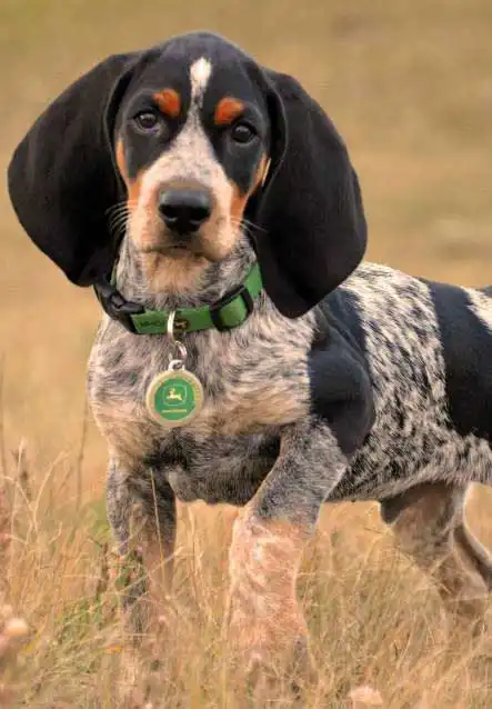 Breed Origin