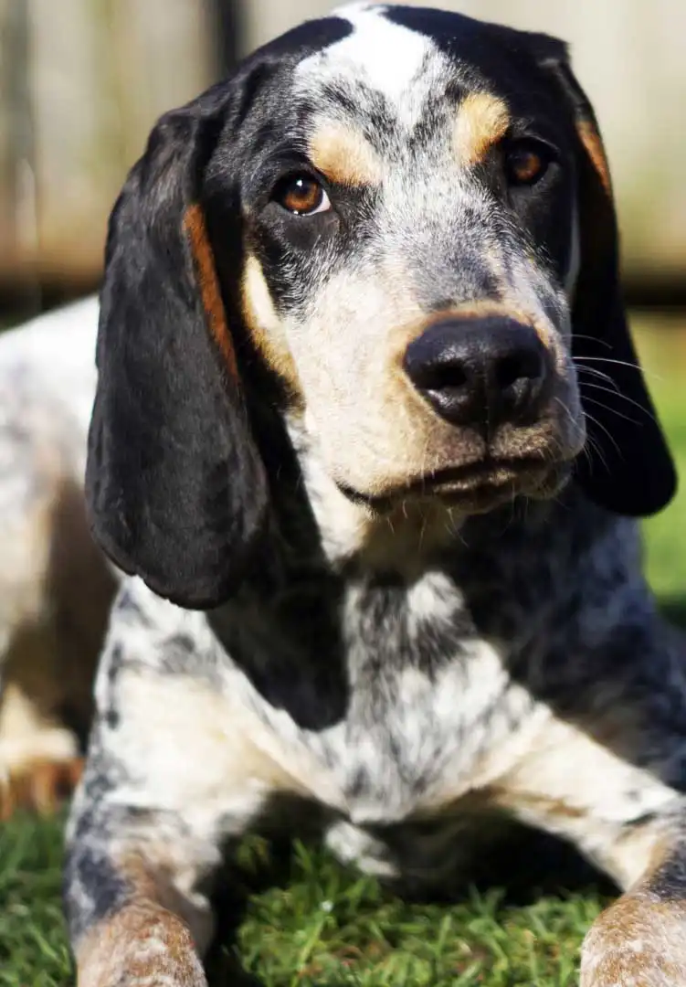 Breed Appearance