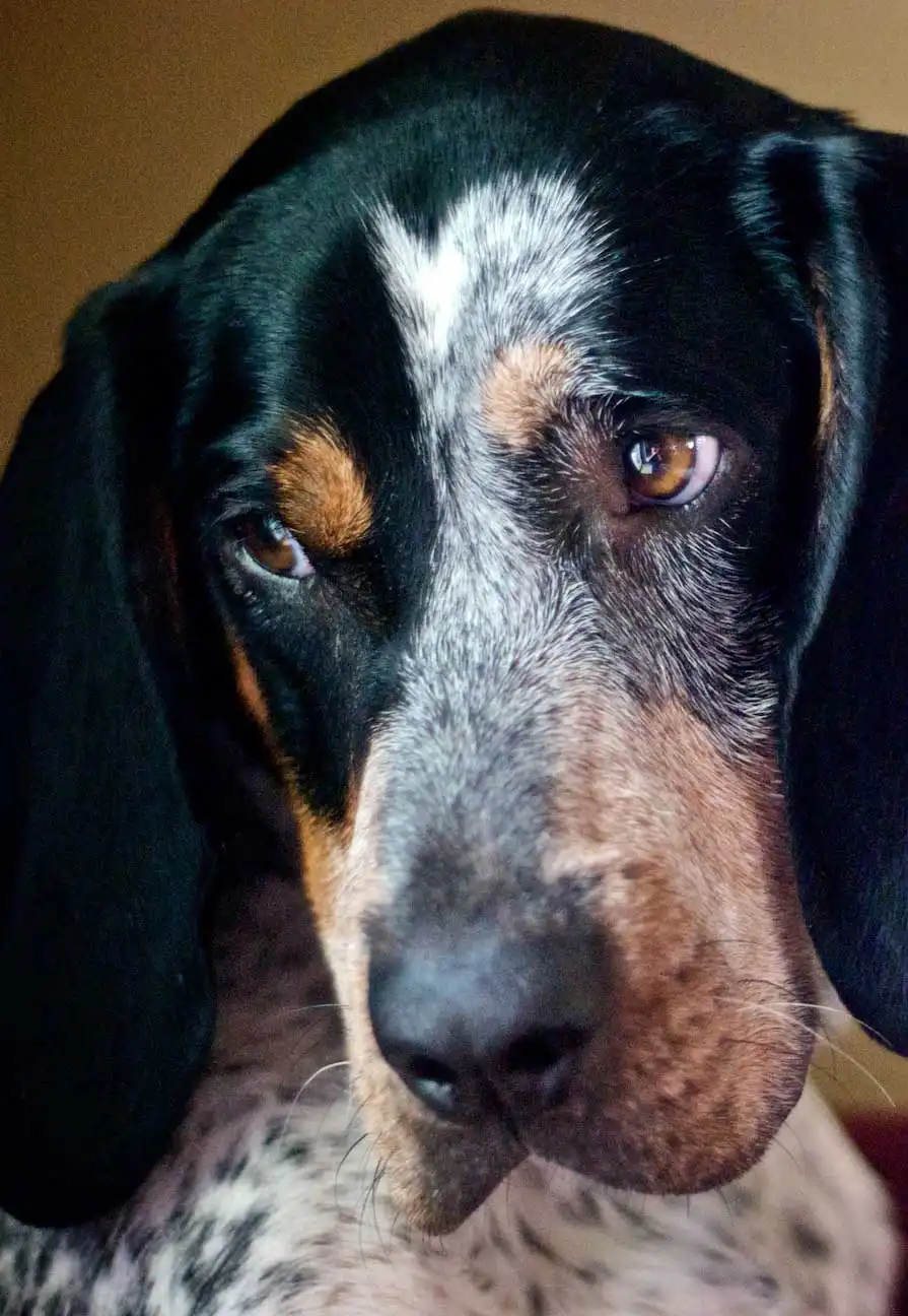 Behavior & Temperament