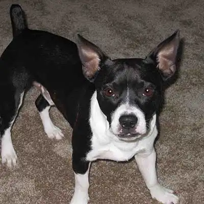 Bo-Jack dog breed.
