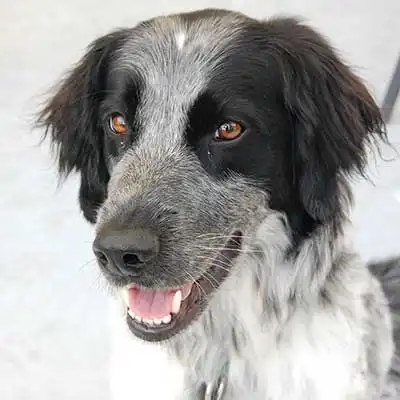 Bodacion dog breed.