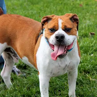 Bogle dog breed.