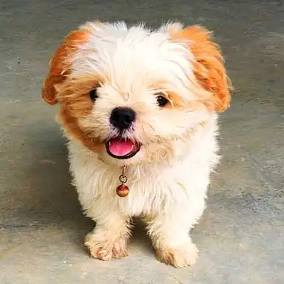 Bolo-Chi dog breed.