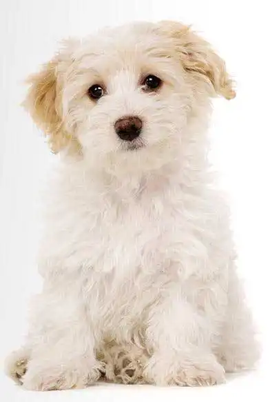 Breed Origin