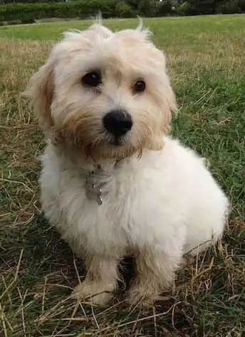 Breed Origin