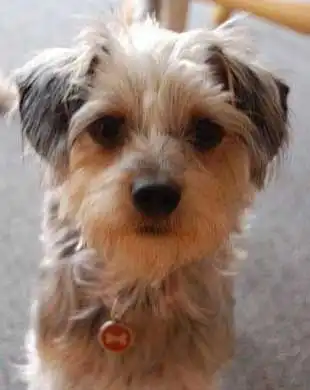 Breed Appearance