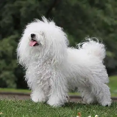 Bolognese dog breed.
