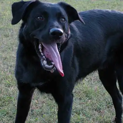 Borador dog breed.
