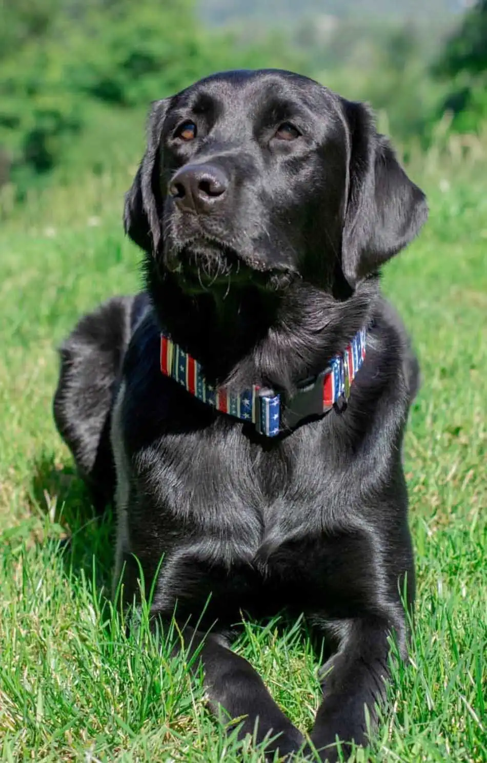 Breed Origin