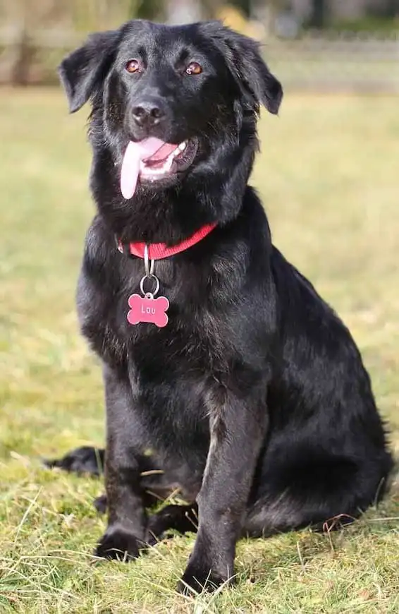 Breed Appearance
