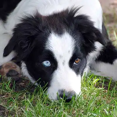 Border-Aussie dog breed.