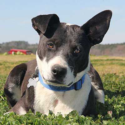 Border Collie Bull Staffy