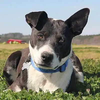 Border Collie Bull Staffy dog breed.