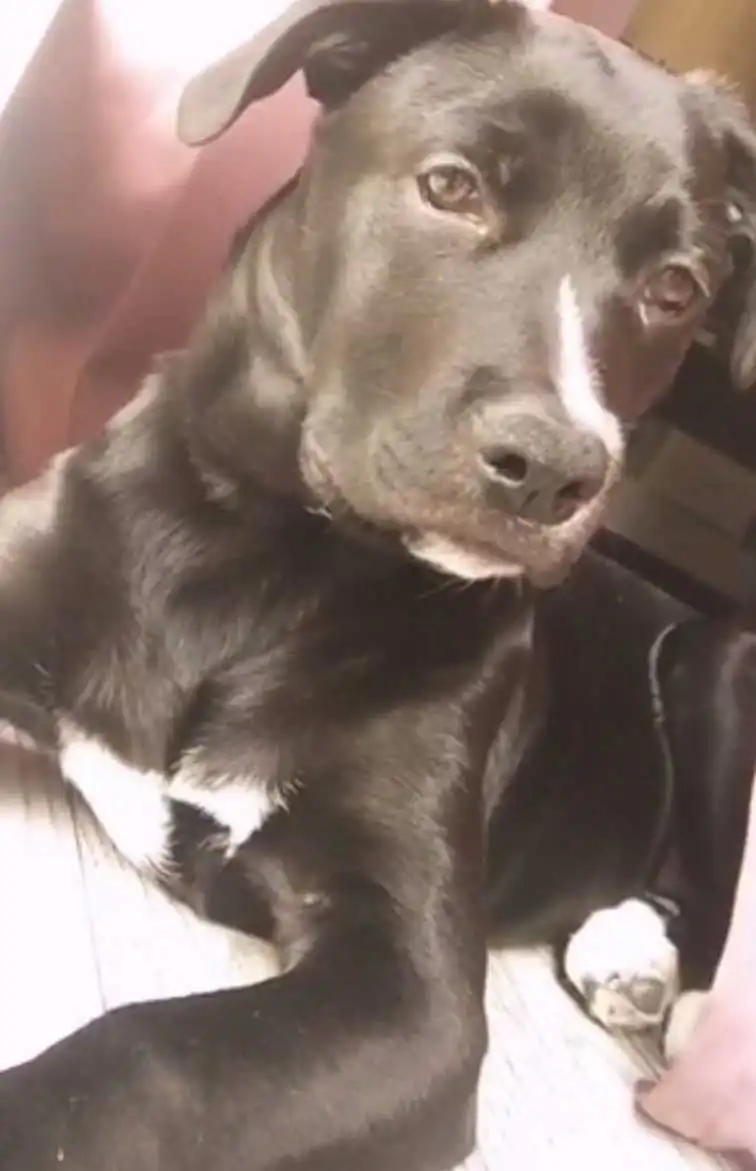 Breed Appearance