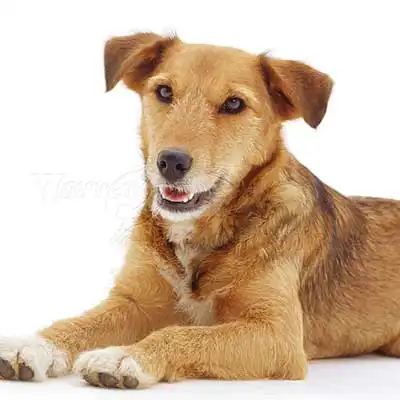 Border Collie Lakeland dog breed.
