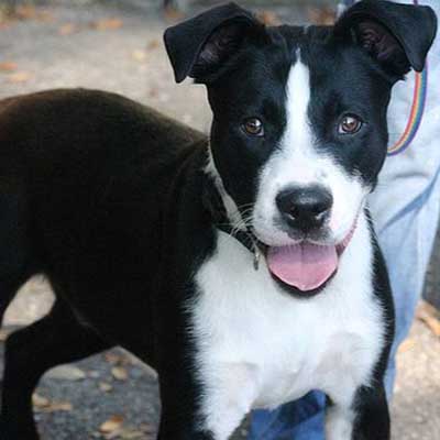 Border Collie Pit