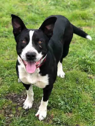 Border Collie Pitの歴史・起源