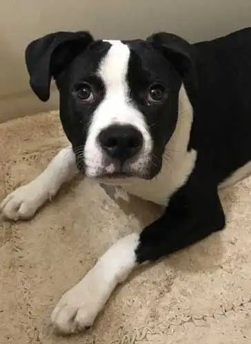Border Collie Pitの外見・体型