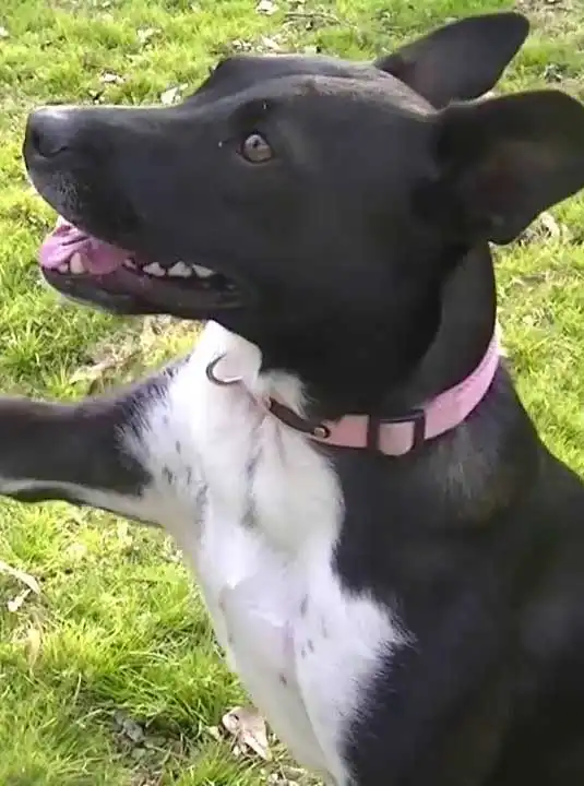 Border Collie Pitのお手入れ・ケア