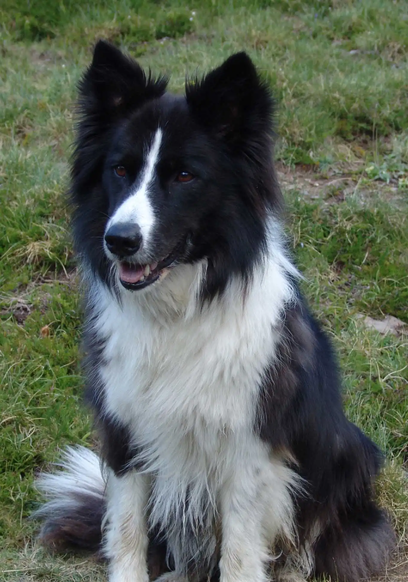 Herkunft & Geschichte von Border Collie
