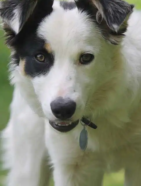 Erscheinungsbild von Border Collie