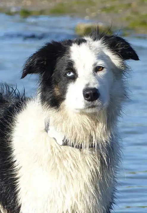 Pflege & Haltung von Border Collie