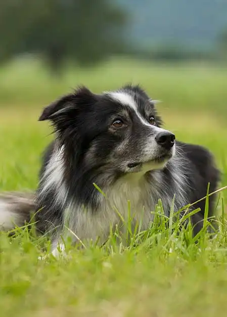 Wesen & Charakter von Border Collie