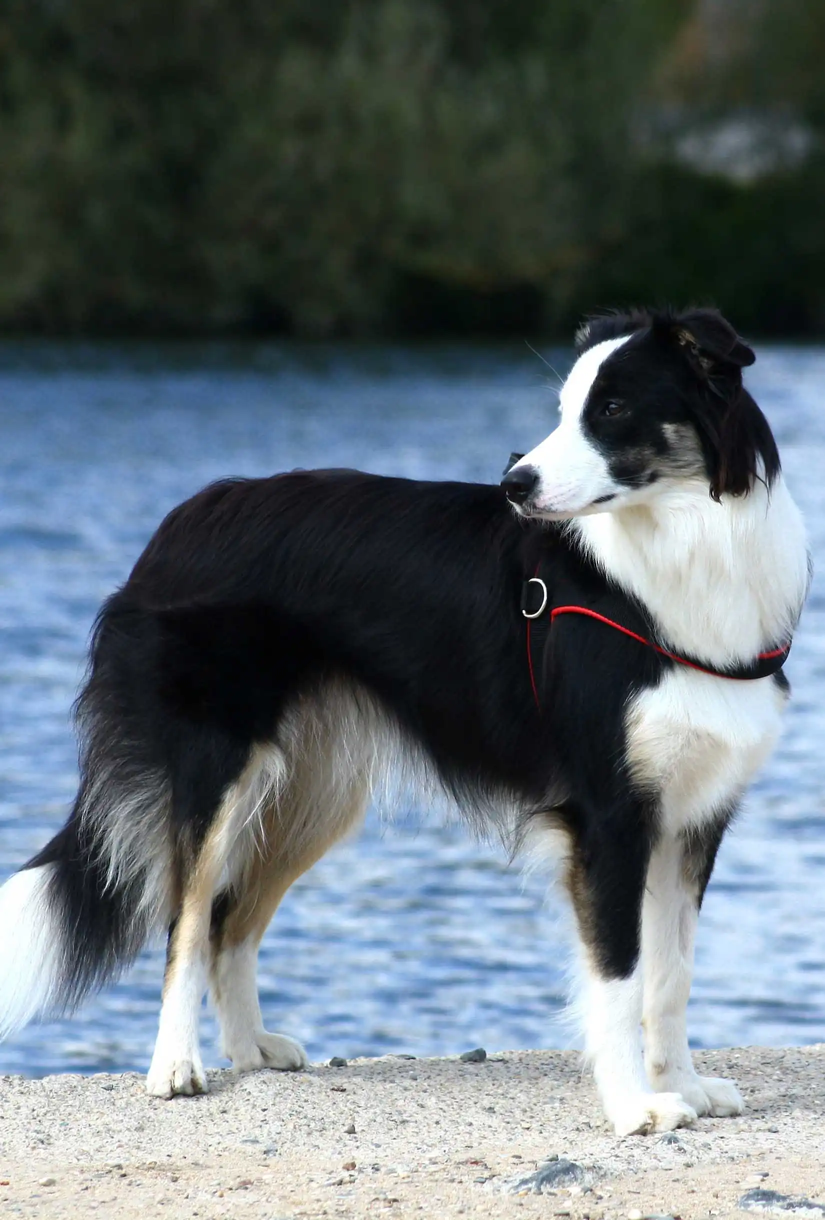 Bewegung & Beschäftigung von Border Collie