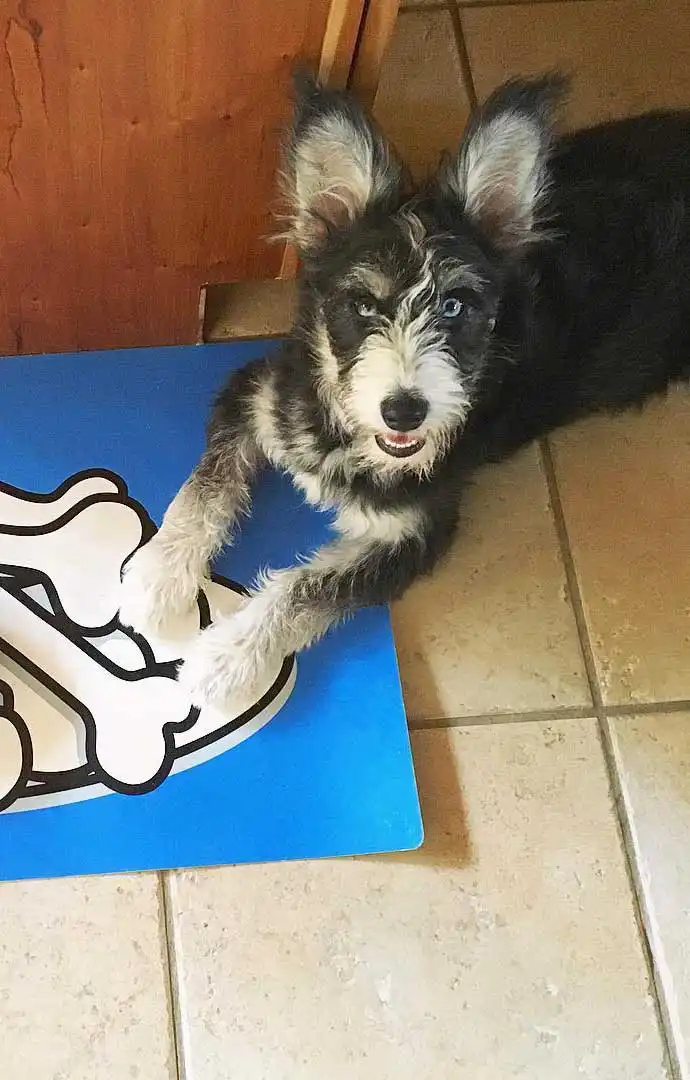 Breed Origin