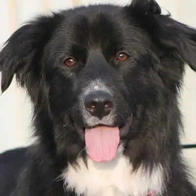 Raza de perro Border Newfie.