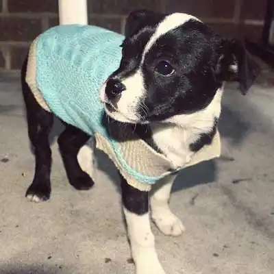 Bossieの犬種情報。